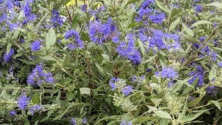 Caryopteris Bluebeard [upl. by Eckblad]