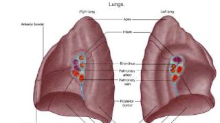 What Is the Hilum of the Lung [upl. by Ahtelra]