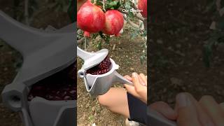 Pomegranate juice 🧃 trendingshorts fruit recommended [upl. by Bonita]