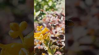 It’s leafcutter bee season 🐝 leafcutterbee bees solitarybees beesofinstagram [upl. by Adnilreh]