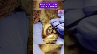 Rescue cat  wait for the end CatRescue RescueCat cat pets rescue [upl. by Geilich]