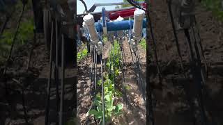 Tine Weeding Organic Soybeans With Hatzenbichler Air Flow Tine Weeder In Row View [upl. by Edita]