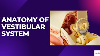 ANATOMY OF VESTIBULAR SYSTEMWHAT ARE SEMICIRCULAR CANALSVESTIBULAR DISORDERS [upl. by Nairbo640]