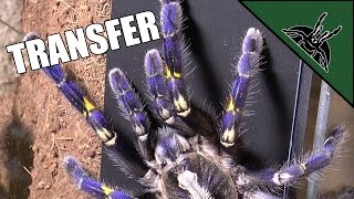 Poecilotheria metallica transfer  BEST ARBOREAL ENCLOSURE design [upl. by Eelrihs]