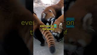 Discover 5 Fascinating Facts About Red Pandas [upl. by Ewart751]