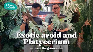 Exotic Aroid amp Platycerium Plant Expert I Meet the Growers Episode Ray Yap [upl. by Ralli]