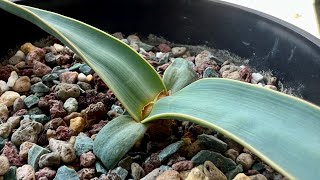 Welwitschia mirabilis [upl. by Ikoek8]