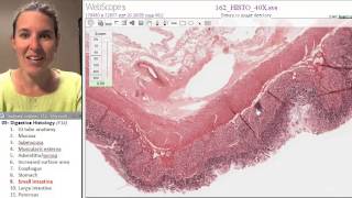 Digestive histology 9 Small intestine [upl. by Letta]