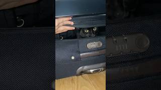 siggy like his suitcase catoftheday [upl. by Mohamed846]