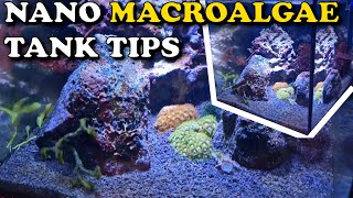 Macroalgae Nano Tank TIPS amp TRICKS  Planted Reef Aquarium [upl. by Annay]