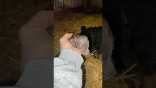 Piglet Update Oreo Had 8 Piglets [upl. by Jane]