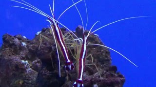 Garnelen im Aquarium Meereskundemuseum Stralsund 2015 [upl. by Haleigh269]