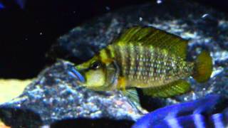 Altolamprologus compressiceps quotFirefinquot [upl. by Areis]