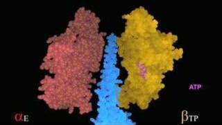 Rotation of the gamma subunit effects ATP synthesis [upl. by Tennek]