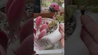 Suculenta de Frio🥶😍 suculentas senecio plantas jardin shortvideo colors [upl. by Linet]