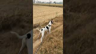 Pointer dog in Punjab shikari breed🐕🐕doglover [upl. by Pearline964]