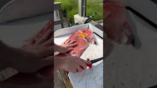 Fillet a Hogfish in Under 30 Seconds spearfishing freediving gopro hogfish [upl. by Eisele]