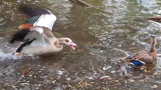 Egyptian goose kills mallard ducks chicks  Nilgans töten Entenküken Ebertpark  Ludwigshafen [upl. by Agnola]