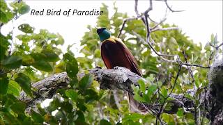 Birds of Paradise in West Papua [upl. by Deonne]