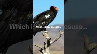 Lets keep this number going 🆙 CaliforniaCondor Condor Wildlife [upl. by Hanaj]