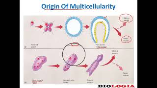 Colonial and syncytial hypothesis  origin of multicellularity [upl. by Frasier]