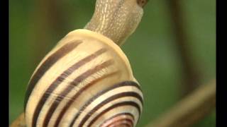 Les Escargots  Documentaire Animalier [upl. by Alledi]