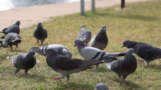 Cat TV 🐱 Pigeon Party At The Pond  Birding Videos For Cats And Dogs [upl. by Yanej809]