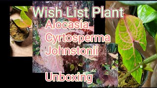 Unboxing of Wish List Plant  Alocasia Cyrtosperma Johnstonii  ILL Exotics illexotics6466 [upl. by Ynahteb]