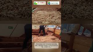 Proceso de fermentación del grano de cacao en planta EL CEIBO Sapecho ChocolatesElCeibo cacao [upl. by Ibloc]