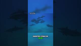 Diferencias entre los Delgines y las Ballenas Beluga🐬🐋 5 [upl. by Oileduab14]