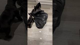 French bulldog X Puppies helping clean up the mess 💩 [upl. by Otrebile]