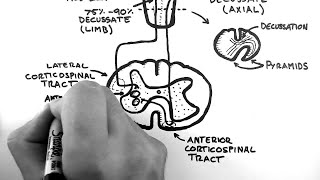 Neuroanatomy 101 Corticospinal Tract Made Easy [upl. by Anerys]