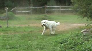 just a silly video of Jesse the Maremma  Great Pyrenees sheepdog [upl. by Annaoy886]