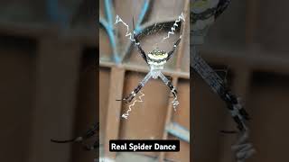 Real Spider Dance [upl. by Pape]