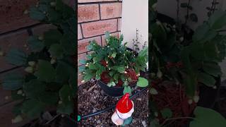 Zygo Cactus blooming in Perth Western Australia [upl. by Ajram]