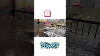 【朝から運河清掃】 おおつきくれは 衆議院議員 北海道4区 運河清掃 小樽運河鮭の遡上秋鮭 農業 漁業automobile 選挙 [upl. by Nairad114]