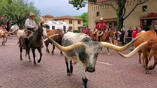 Fort Worth Stockyards Longhorn Cattle Drive A typical tourist view  Texas Livestock [upl. by Ross]