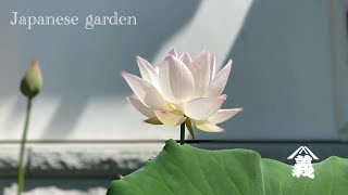 The rainy season in the Japanese garden梅雨の日本庭園【伊藤造園】 [upl. by Eitsirk]