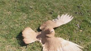 Parlor Roller pigeon rolling [upl. by Fougere]