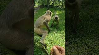 I Tried The Monkey App [upl. by Tildi683]