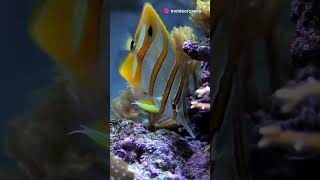 Discover the Rare Beauty of Butterflyfish [upl. by Aehsila]