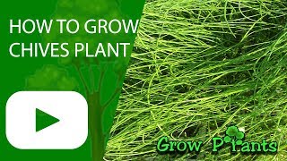 How to grow Chives plant [upl. by Pierette]