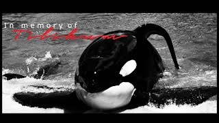 In memory of Tilikum ♥ [upl. by Aneehsram190]