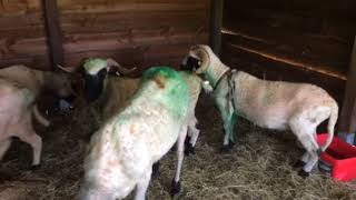 Mating blacknose sheep [upl. by Bogosian]