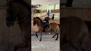 Dressage relatable equestrian fypシ゚viral dressage goviral horse pretty getviral edit [upl. by Dessma]