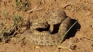 Rattlesnake Vs Blue Heeler [upl. by Marigolde990]