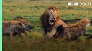 Lion Trapped by Clan of Hyenas  Dynasties  BBC Earth [upl. by Flossy]