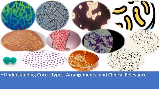 Understanding Cocci Types Arrangements and Clinical Relevance [upl. by Santini676]