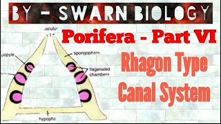 Rhagon Type Canal System [upl. by Naras]