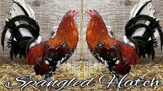 Spangled Hatch RE FARM  Modesto California [upl. by Devaney839]